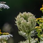 Daucus carota (Wilde Karotte)