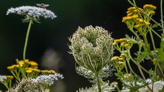 Daucus carota (Wilde Karotte)