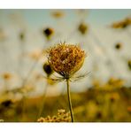 Daucus caroToscAna