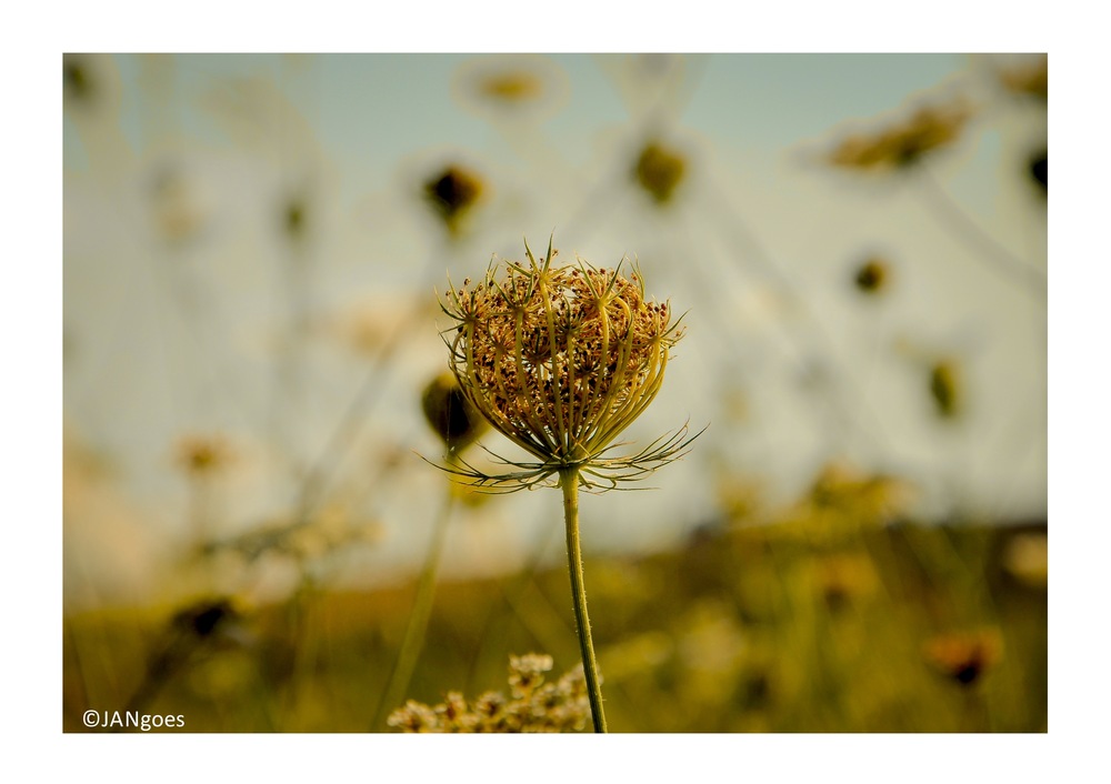 Daucus caroToscAna