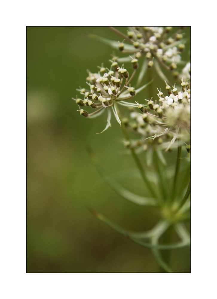 Daucus