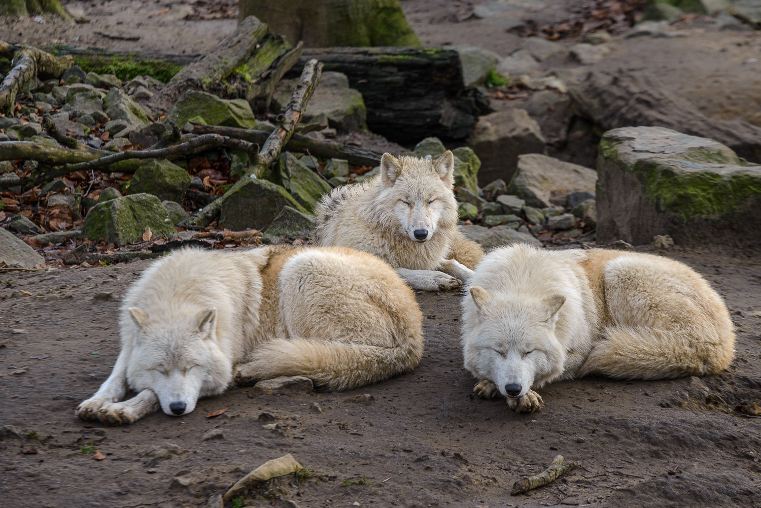 „Dauer Siesta“. 