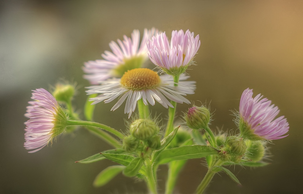 Dauer-Wildblümchen durch das ganze Jahr!