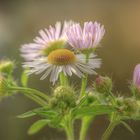 Dauer-Wildblümchen durch das ganze Jahr!