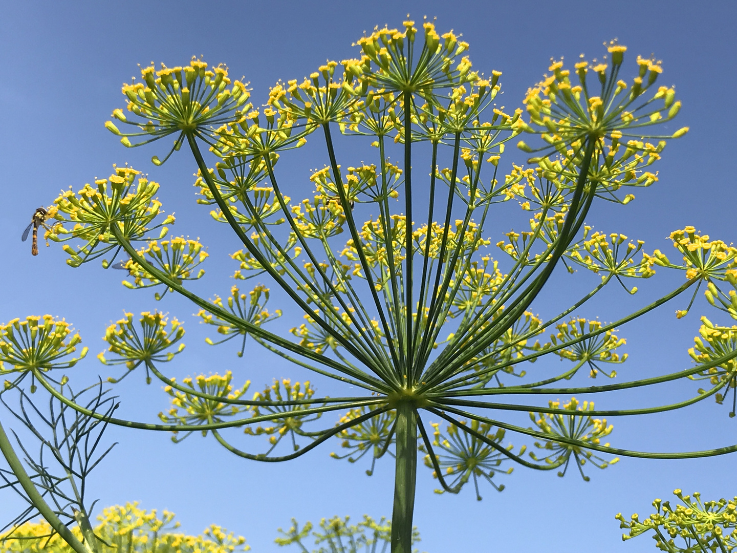 Dauerblüher Dill