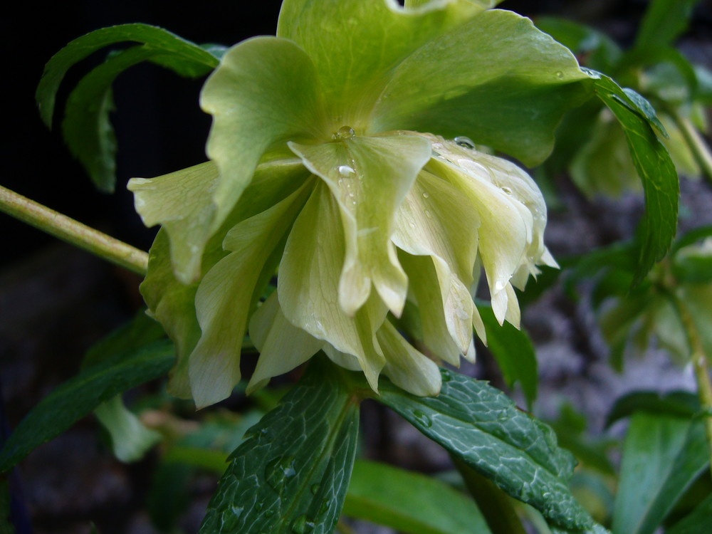 Dauerblüher -Lenzrose