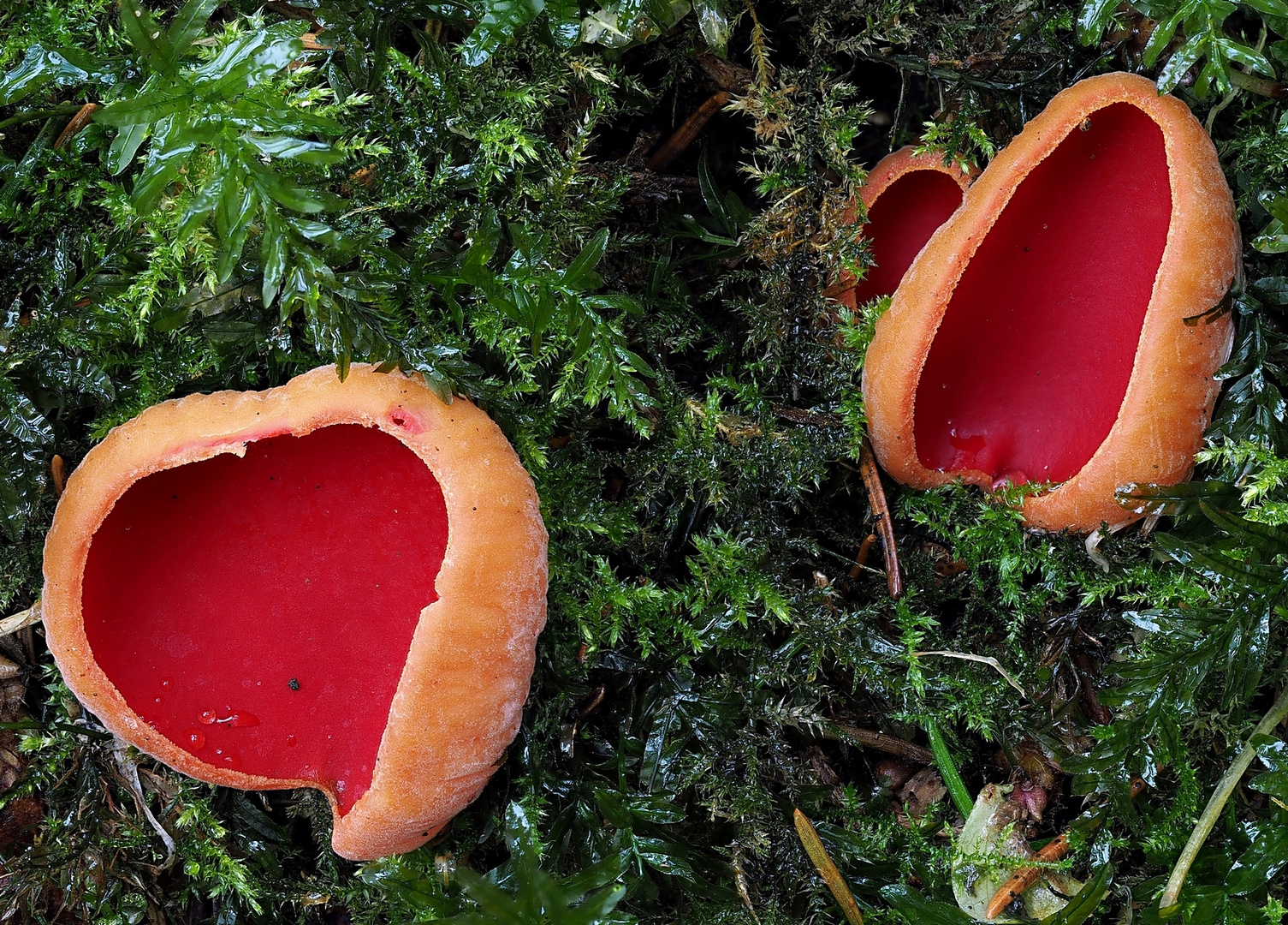 Dauergast aus Österreich? Sarcoscypha austriaca