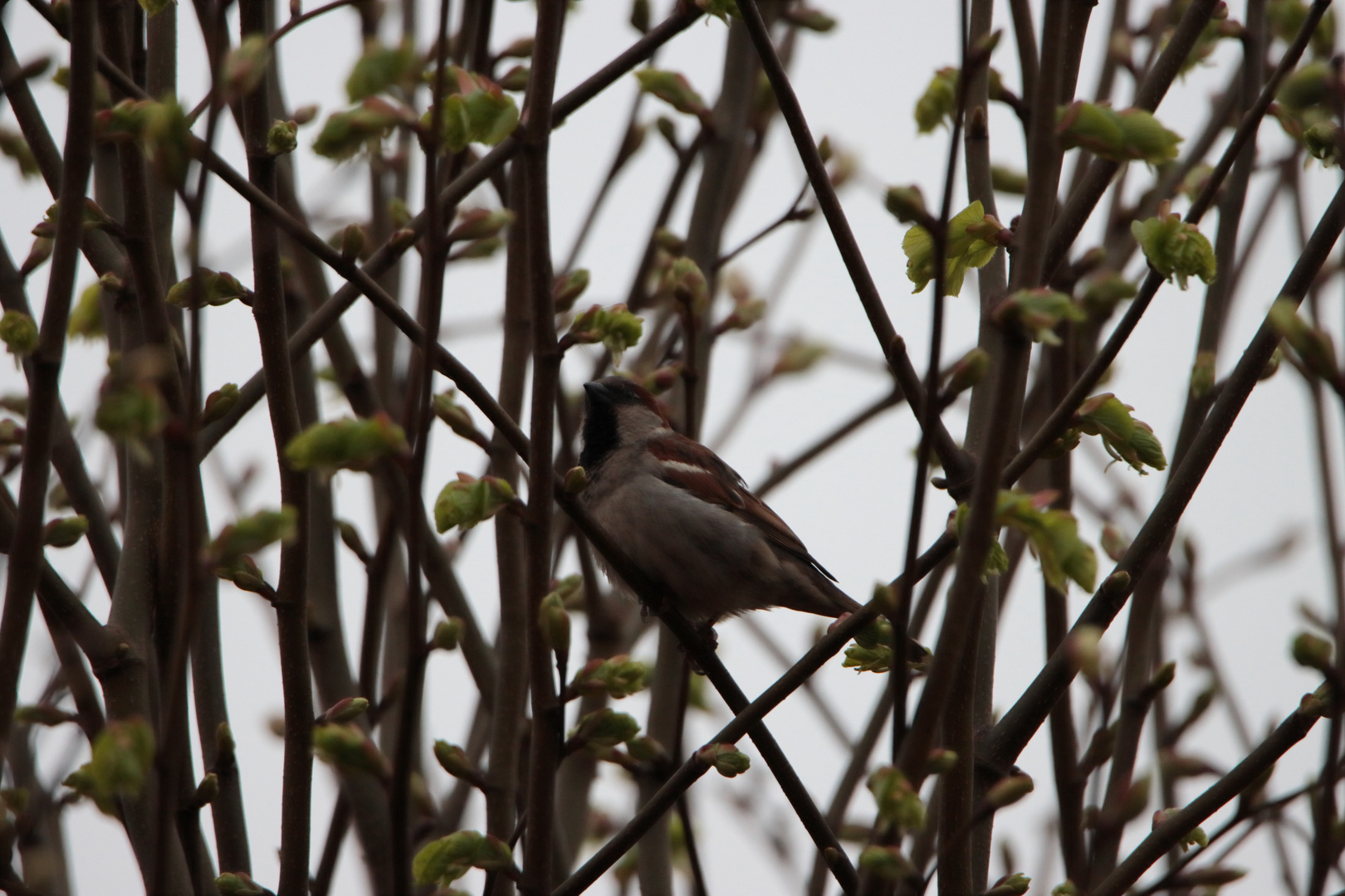 Dauergast bei uns im Garten.