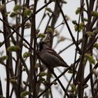 Dauergast bei uns im Garten.