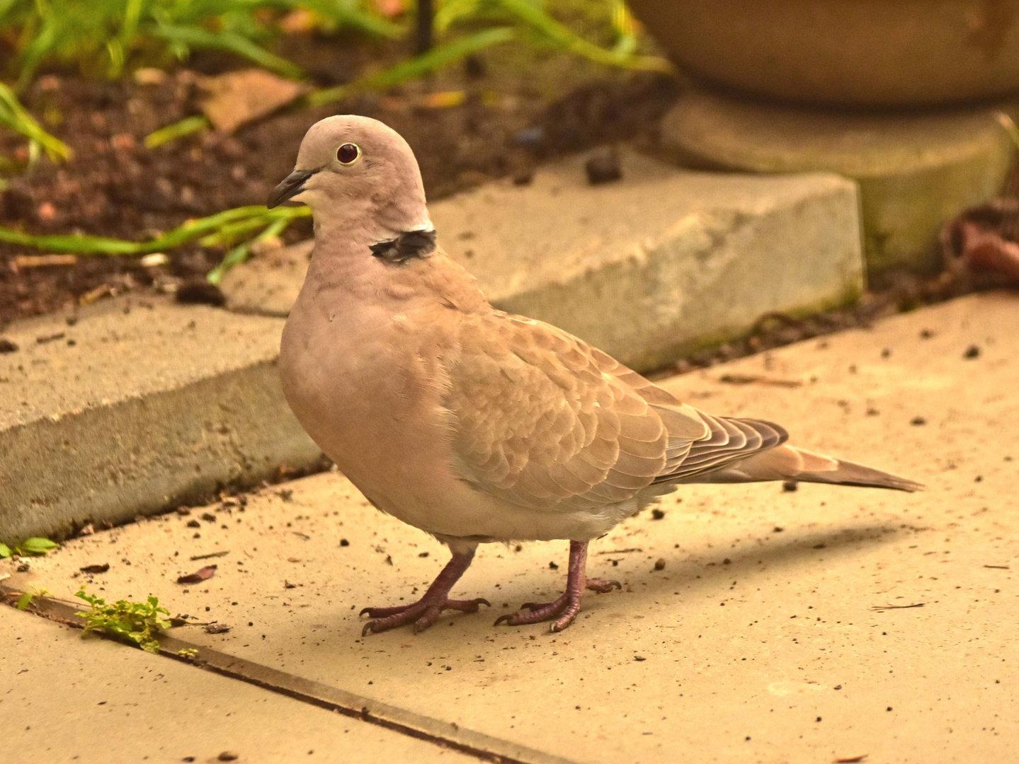 Dauergast im Garten