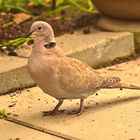 Dauergast im Garten