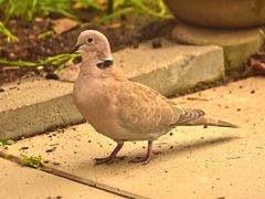 Dauergast im Garten