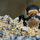 "DAUERGAST"  oder hauptsache es schmeckt