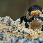 "DAUERGAST"  oder hauptsache es schmeckt