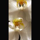 Dauerhaft blühende Orchideen :-)