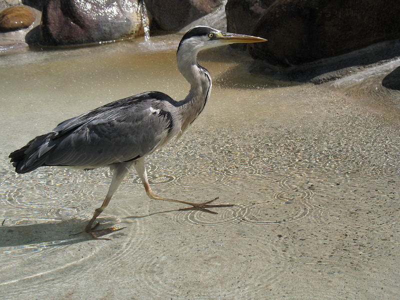 Dauerlauf