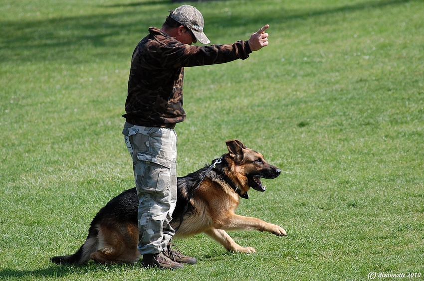 Daumen drücken…. Foto & Bild sport, sport mit tieren, hundesport