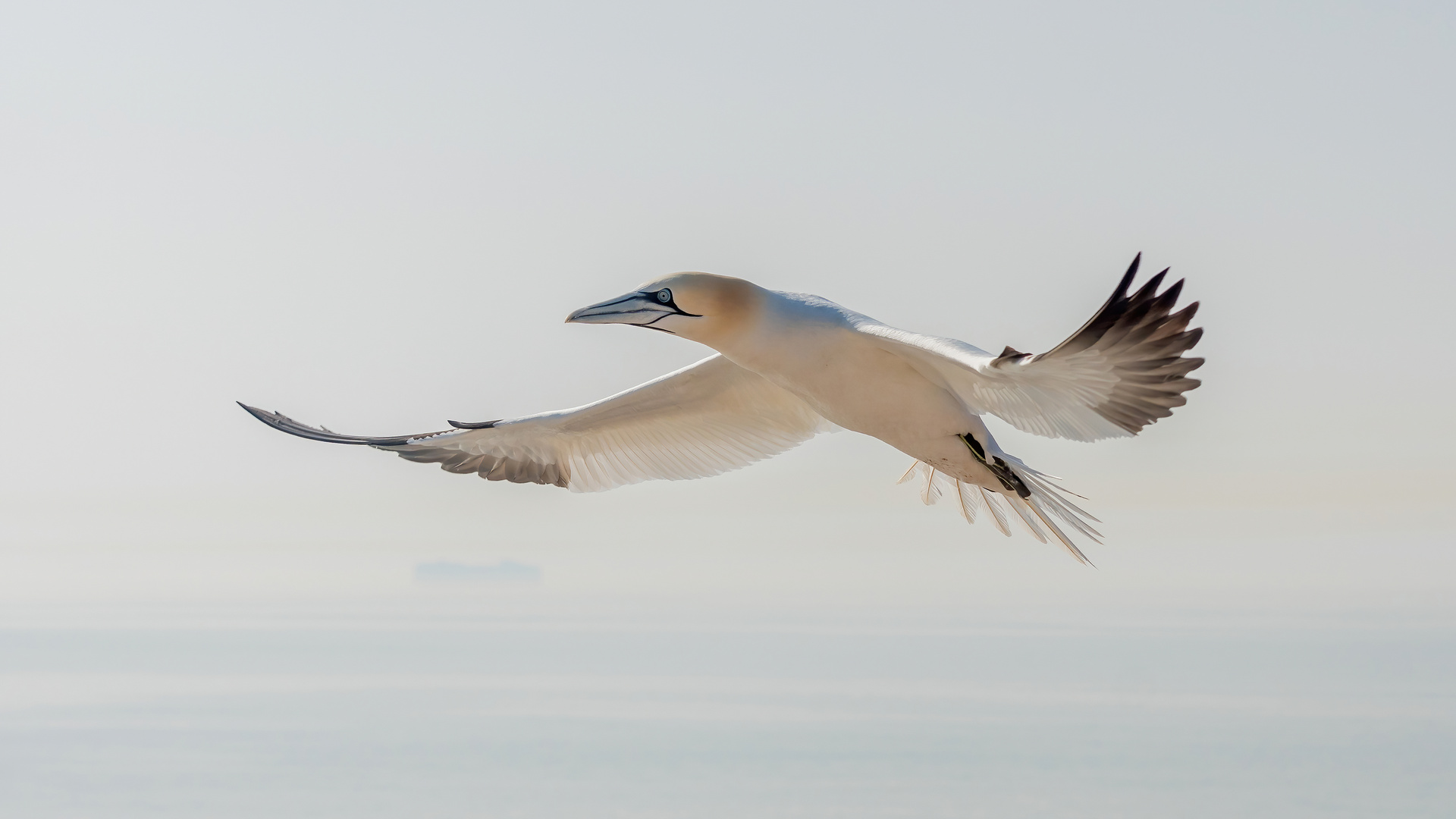 Daumen drücken für die Basstölpel von Helgoland