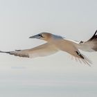 Daumen drücken für die Basstölpel von Helgoland