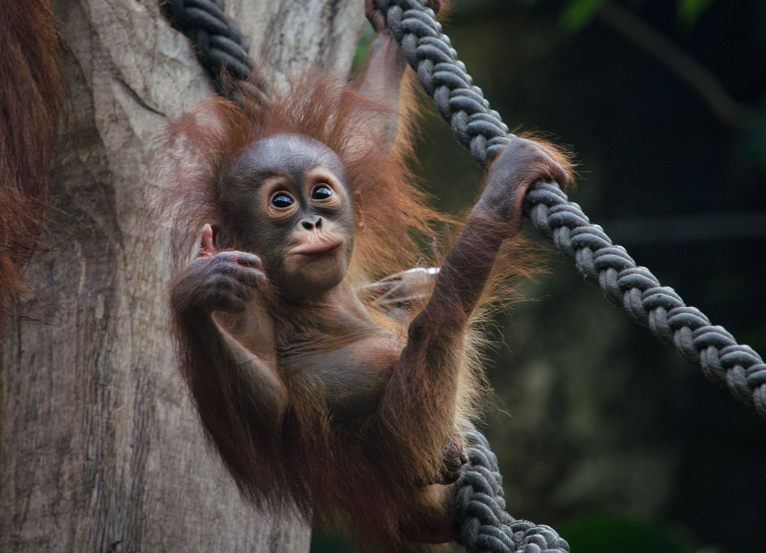 Daumen Hoch Foto Bild Tiere Tierkinder Orang Utan Baby Bilder Auf Fotocommunity