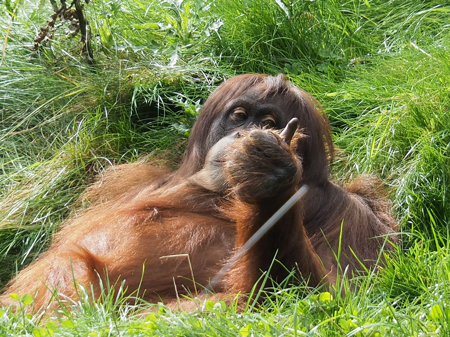 Daumen Hoch Bild