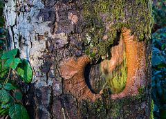 Daumen hoch für die Natur