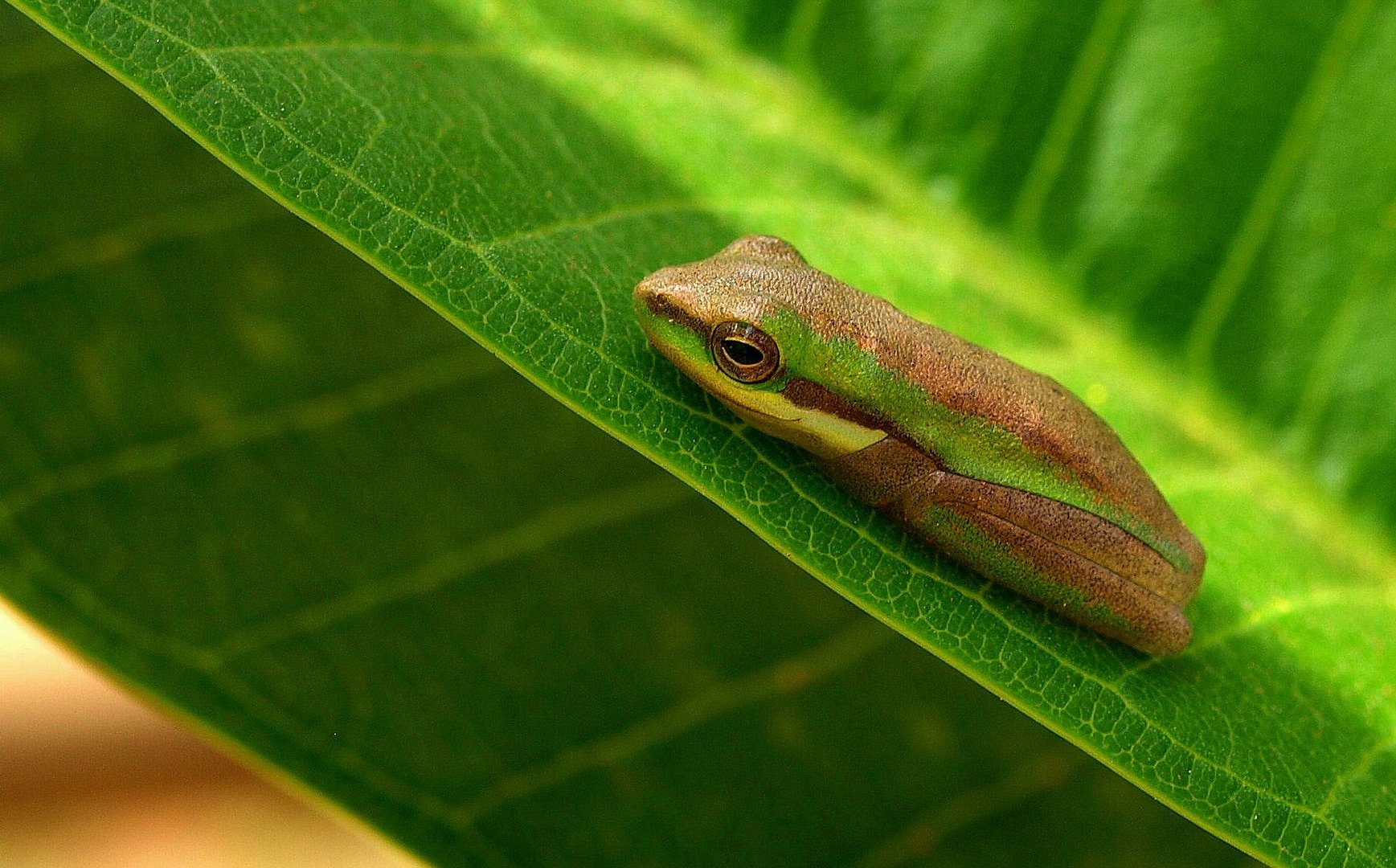 daumennagel-kleiner Frosch am "Tip", Cape York