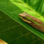 daumennagel-kleiner Frosch am "Tip", Cape York