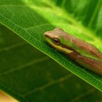 daumennagel-kleiner Frosch am "Tip", Cape York