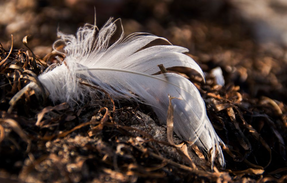 Daune Foto & Bild | tiere, tierdetails, schwerin Bilder auf fotocommunity