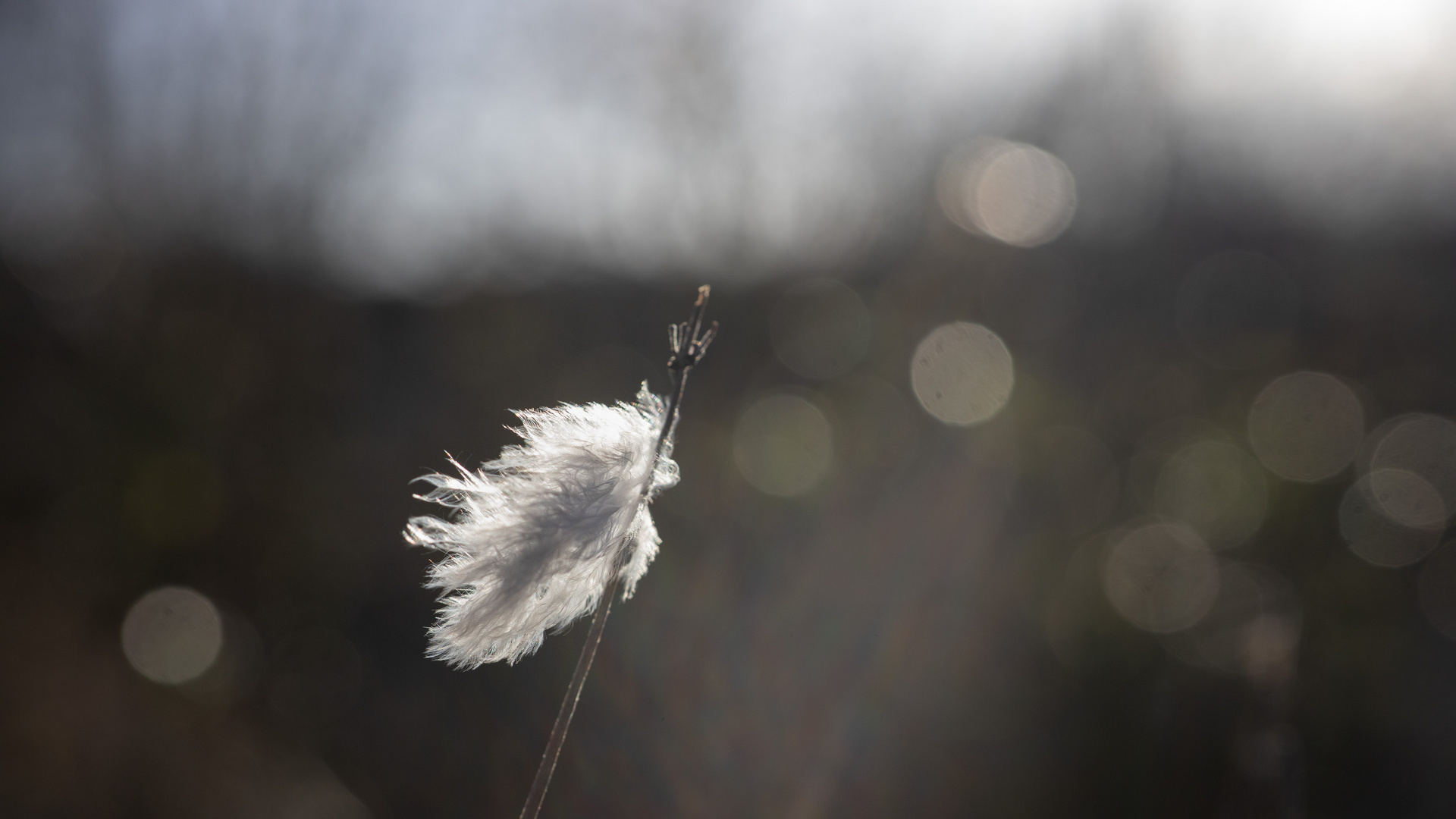 Daune im Wind