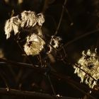 "Daunenpuschel" im Gegenlicht