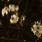 "Daunenpuschel" im Gegenlicht