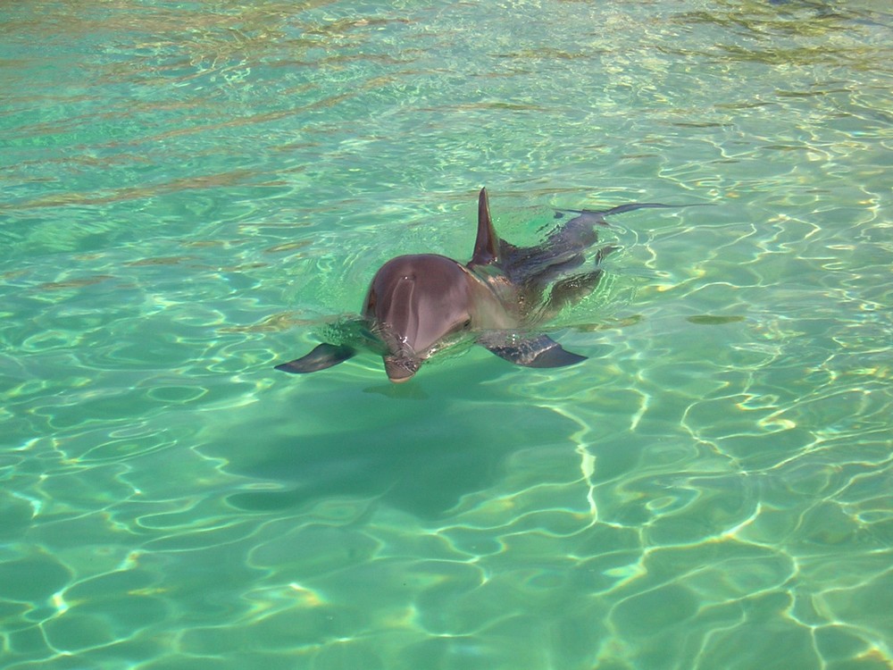 Dauphin Marineland