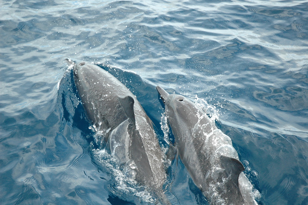 Dauphins