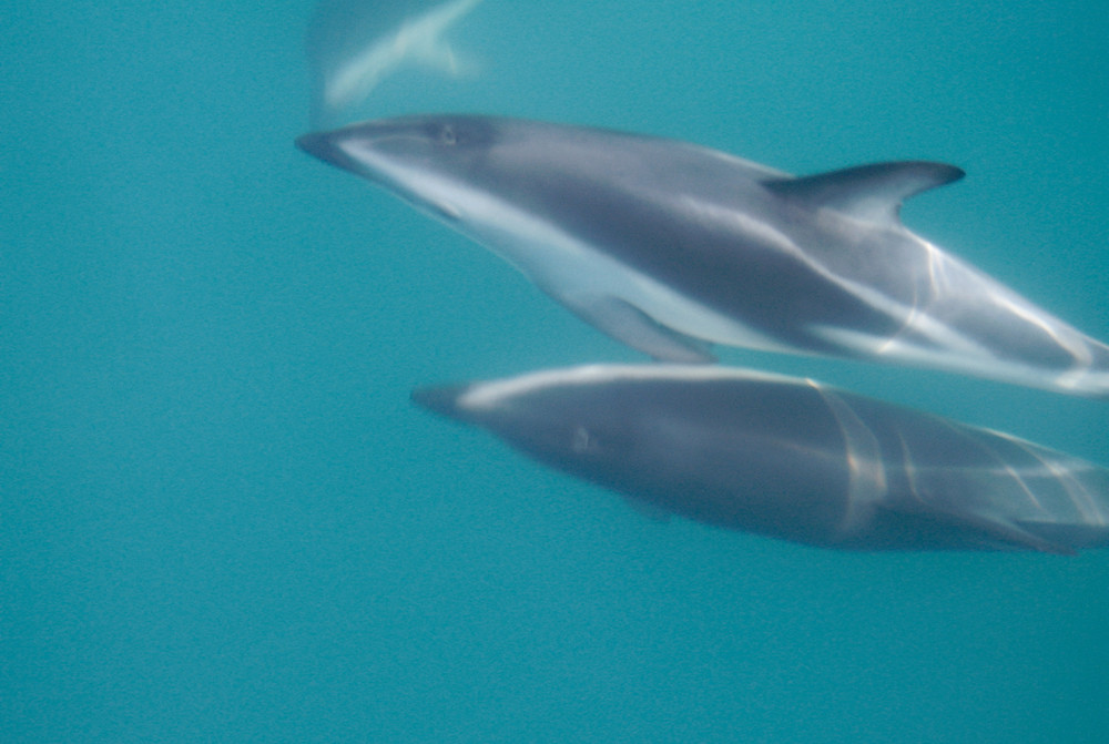 dauphins à Kaikoura en Nouvelle Zelande