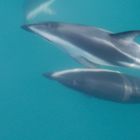 dauphins à Kaikoura en Nouvelle Zelande