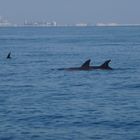 dauphins au large du cap d'agde