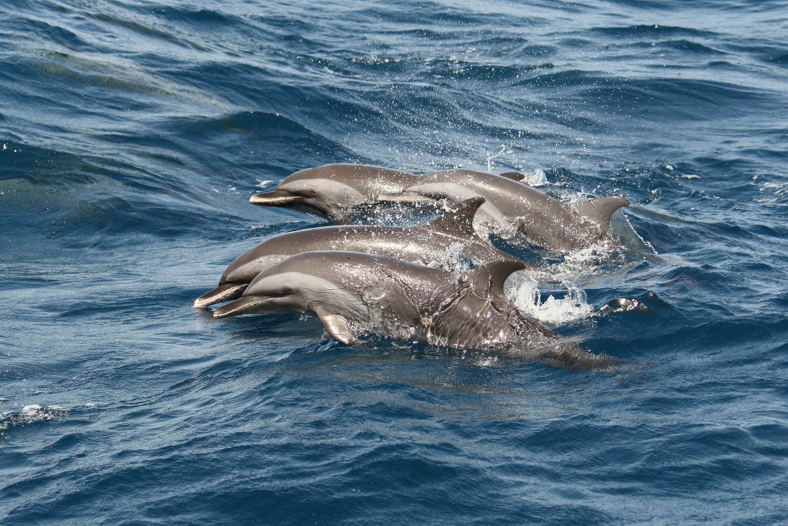 Dauphins