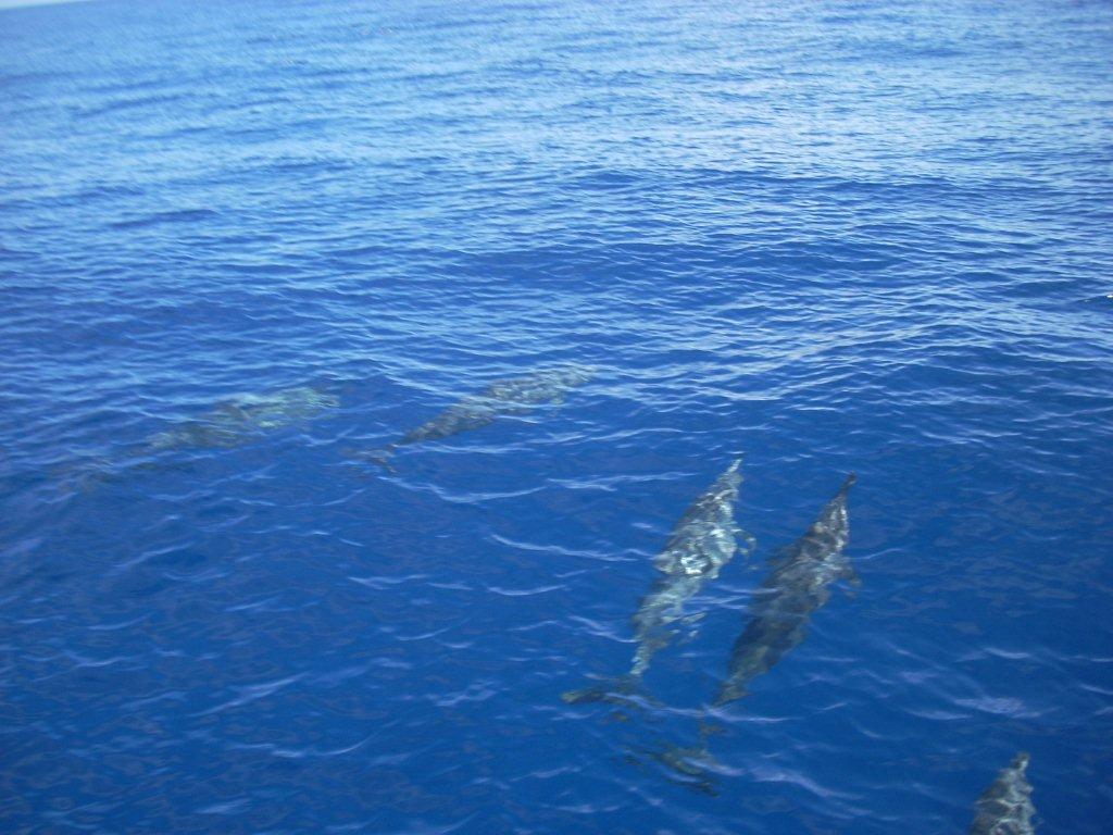 dauphins de ST GILLES (REUNION)