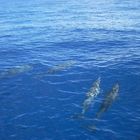 dauphins de ST GILLES (REUNION)