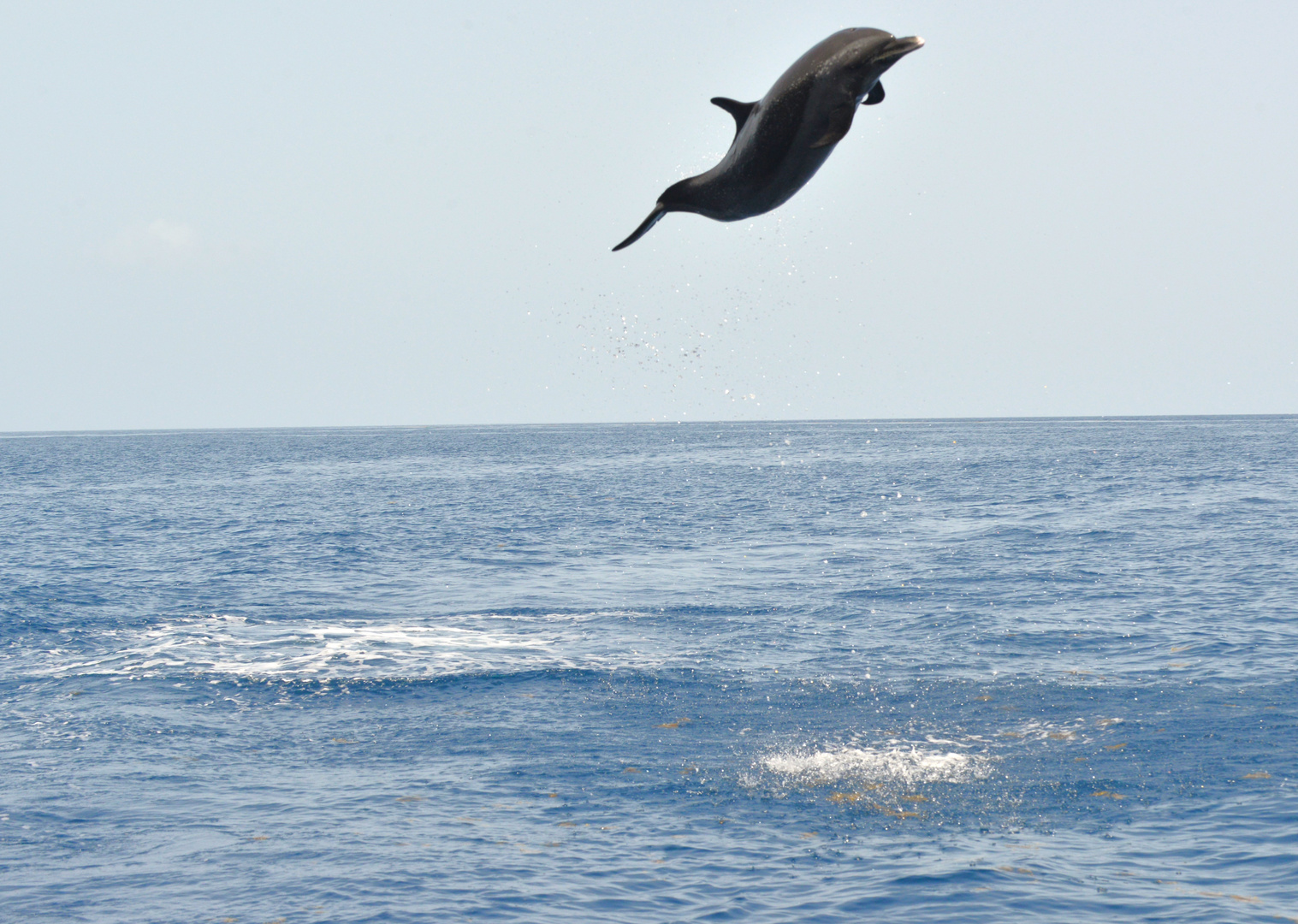 Dauphins en Martinique