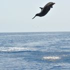 Dauphins en Martinique