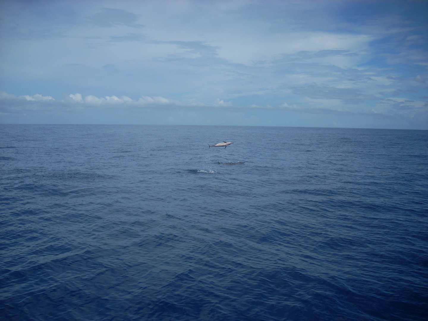 DAUPHINS ST GILLES