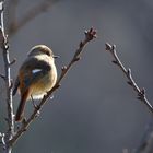 Daurian Redstart_0003_01