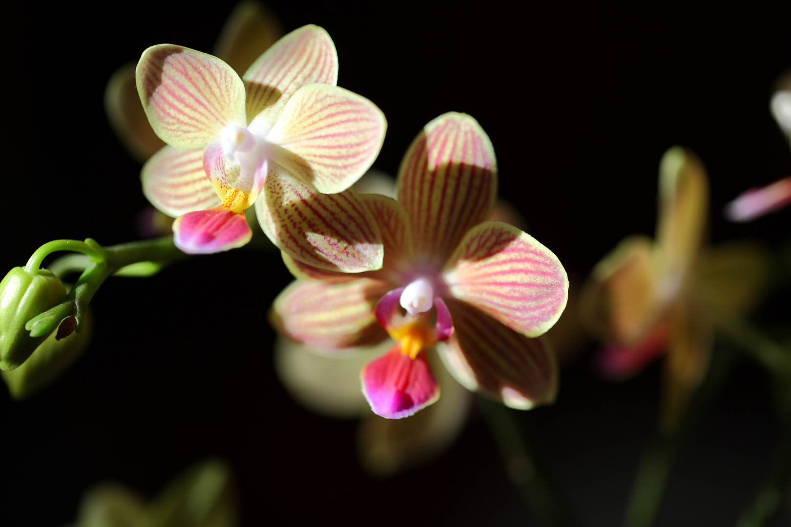 D'autres orchidées !