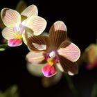 D'autres orchidées !