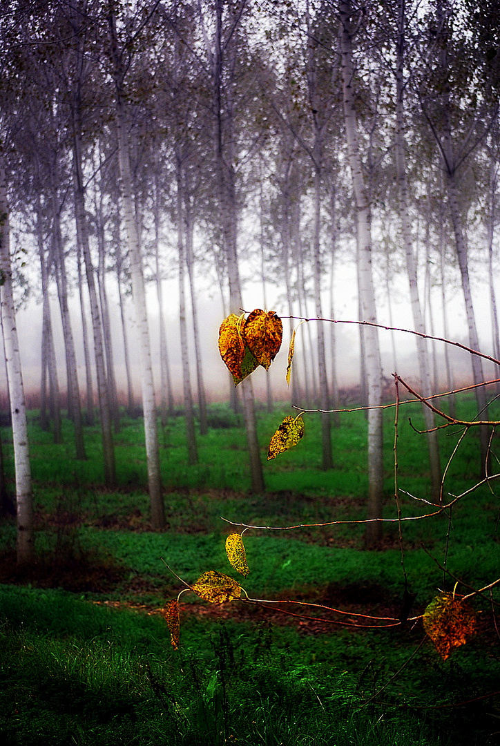 D'autunno...le foglie