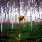 D'autunno...le foglie