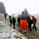 DAV-Frühjahrswanderung Krokuswiese Oberstaufen